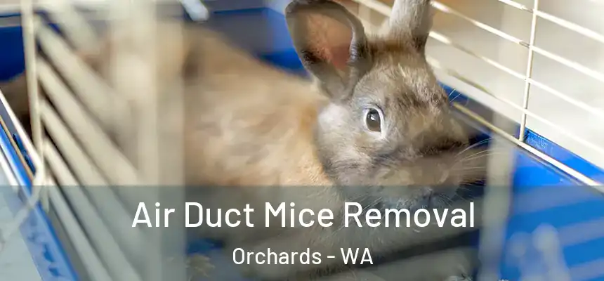  Air Duct Mice Removal Orchards - WA